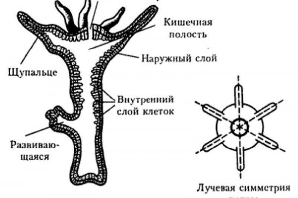 Купить бошки в москве