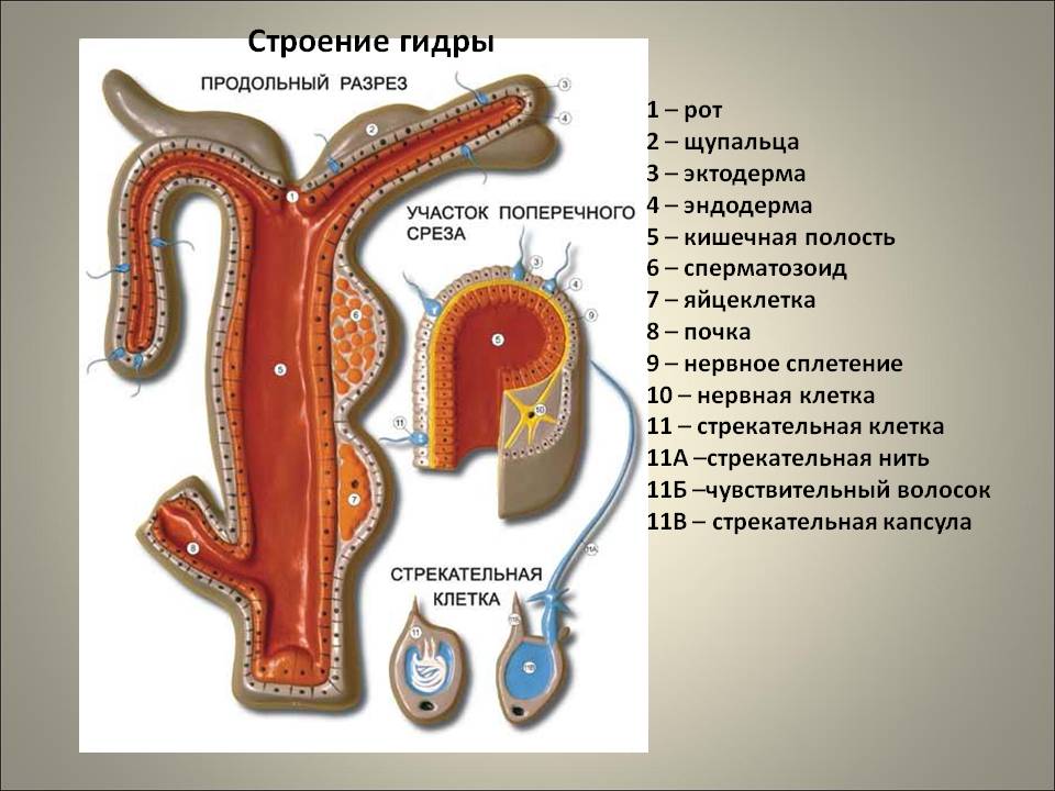 На меге нет иконки кошелек